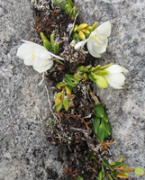 almond-flower